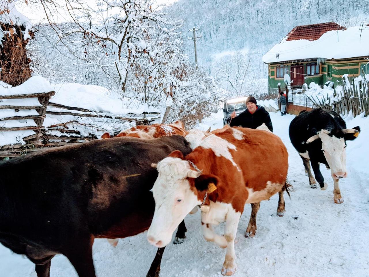 Pensiunea Casiana Ciulpăz Exterior foto